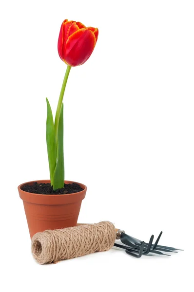 Tulipaner i gryter og hageredskaper isolert – stockfoto