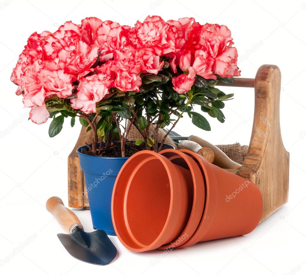 azalea in pot and garden tools isolated
