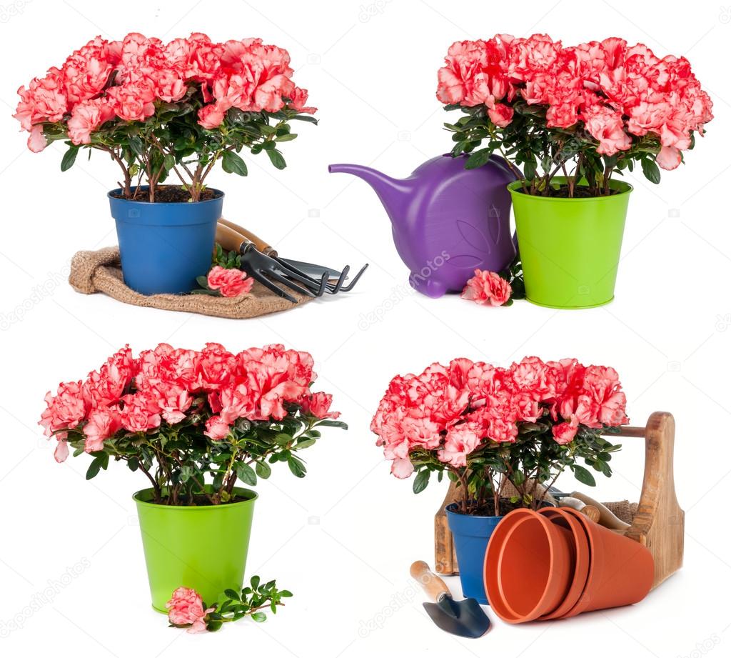 Tulips in pots isolated