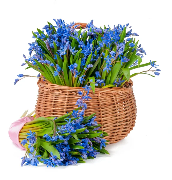 Bifolia in basket isolated — Stock Photo, Image