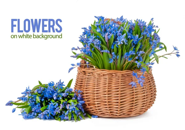 bifolia izole sepeti