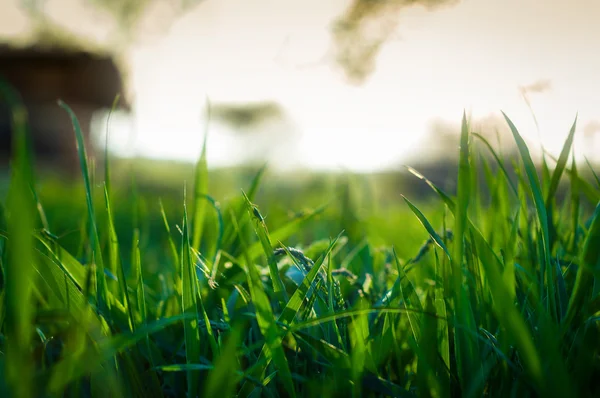 Green grass — Stock Photo, Image