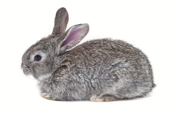 Grey bunny isolated — Stock Photo, Image