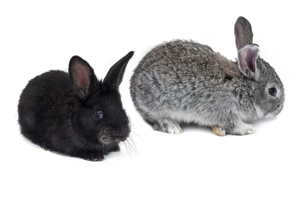 Two bunny isolated — Stock Photo, Image