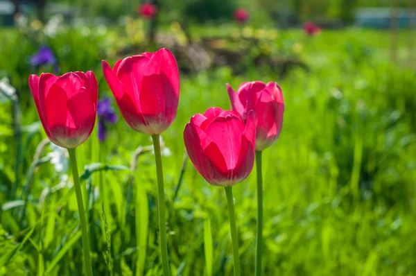 Czerwone tulipany — Zdjęcie stockowe