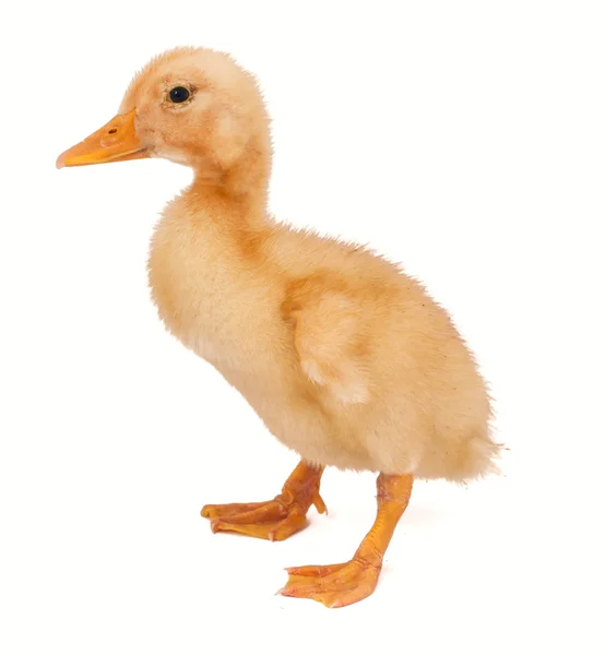 Duckling isolated — Stock Photo, Image