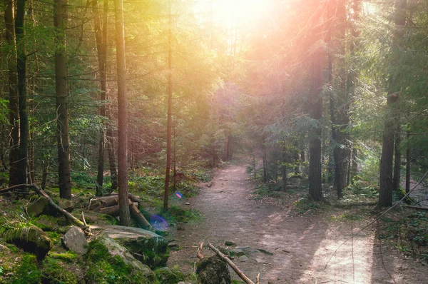 Camino en el bosque — Foto de Stock