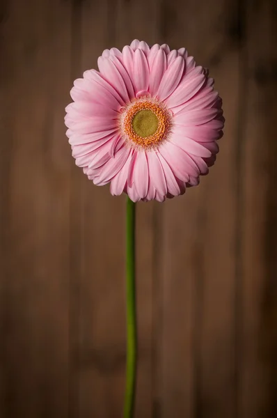 Gerbera em fundo de madeira — Fotografia de Stock