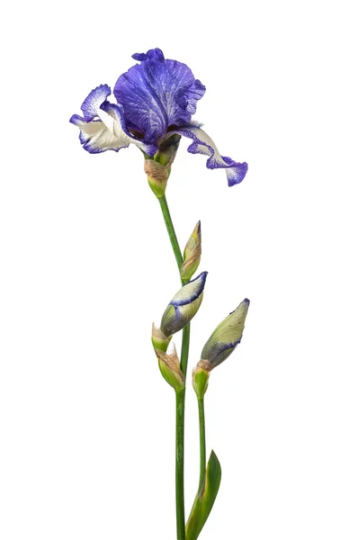 Iride viola isolato — Foto Stock