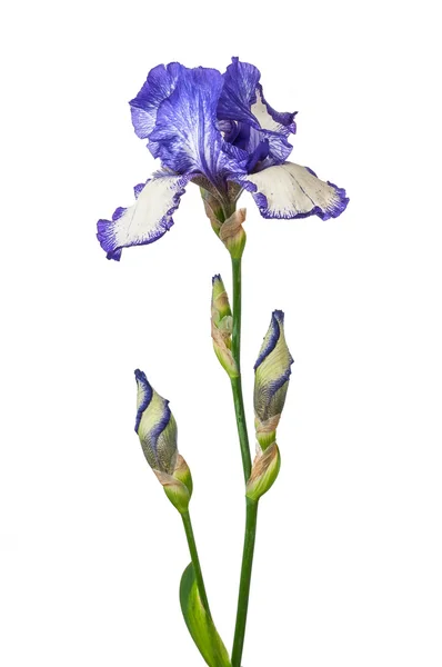 分離された紫色のアイリス — ストック写真