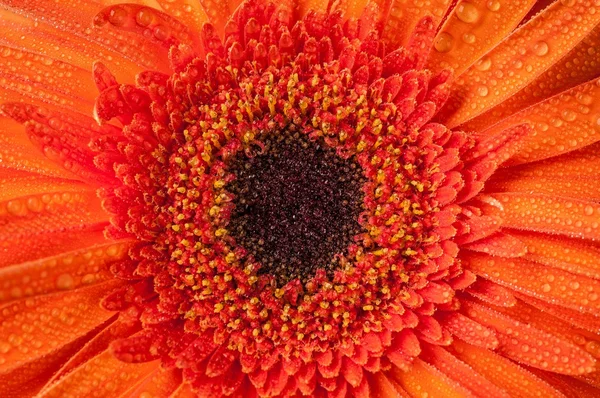 Kırmızı gerbera — Stok fotoğraf