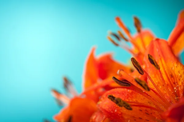 Lírios vermelhos em azul — Fotografia de Stock