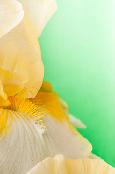 Bud gele iris — Stockfoto