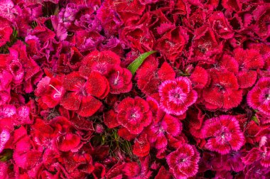 Türk karanfil arka plan