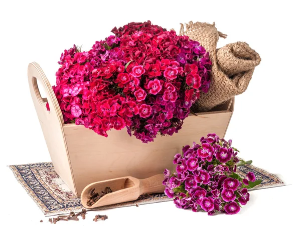 Türk karanfil buketi izole kutusunda