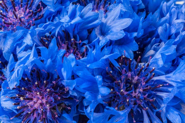 Achtergrond Korenbloem bloemen — Stockfoto