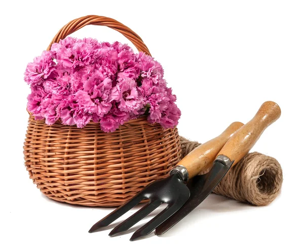 Carnations in bucket isolated — Stock Photo, Image