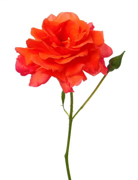 Oranje rose bush geïsoleerd — Stockfoto