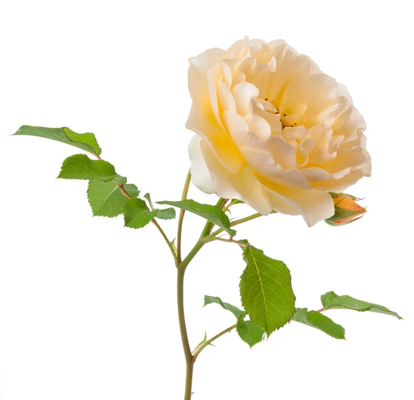 Gele struik rose geïsoleerd — Stockfoto