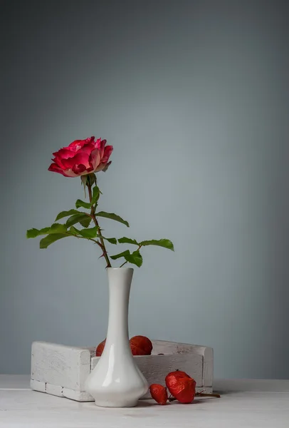 Rosa rossa in vaso — Foto Stock