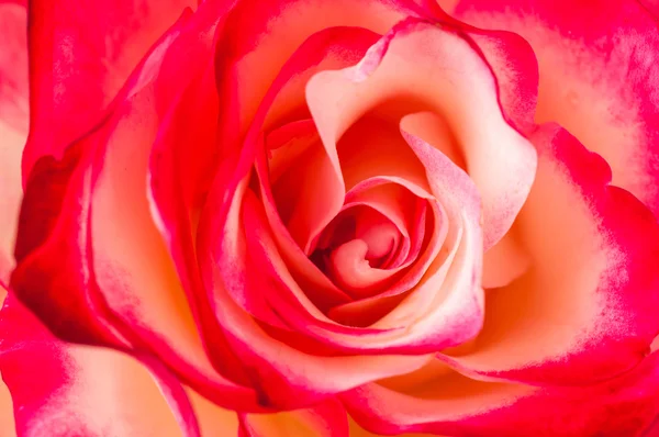 Фон з троянди — стокове фото
