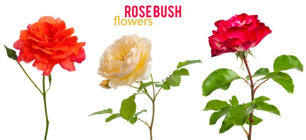 Mix keřové růže, samostatný Royalty Free Stock Obrázky