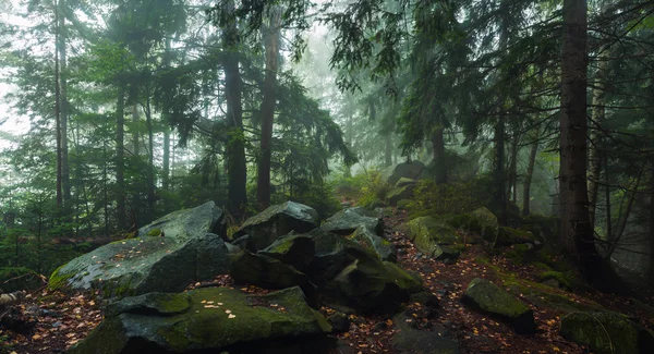 Niebla en el bosque — Foto de Stock