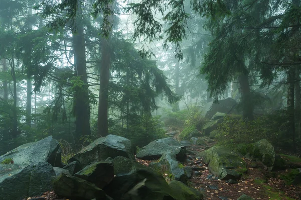 Nebel im Wald — Stockfoto