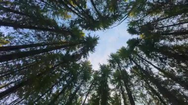 Görkemli orman tepe örtüsü Karpatyalı