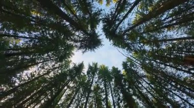 Görkemli orman tepe örtüsü Karpatyalı