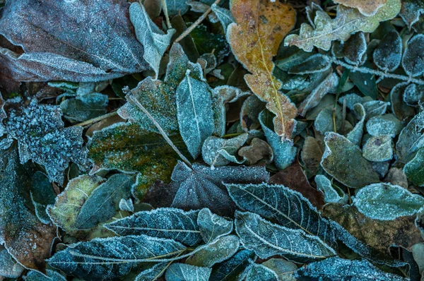 Hintergrund der gefrorenen Herbstblätter — Stockfoto