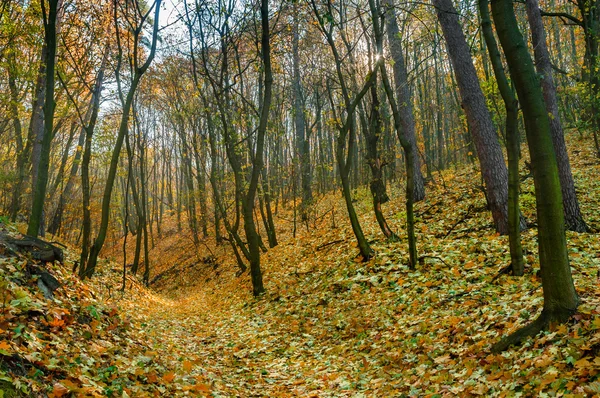 Φθινοπωρινό τοπίο του δάσους — Φωτογραφία Αρχείου