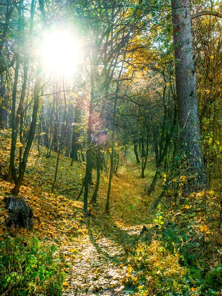 Paisagem florestal de outono — Fotografia de Stock