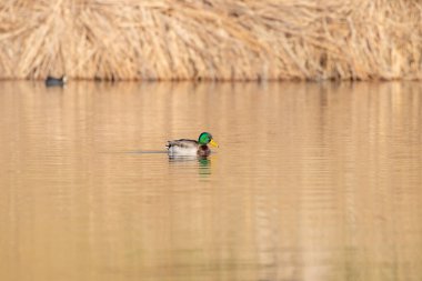 kendi habitatördekler