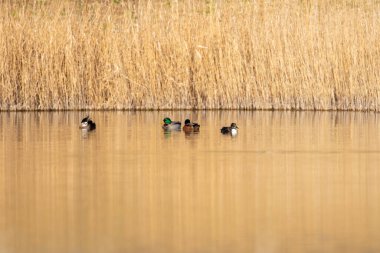 kendi habitatördekler