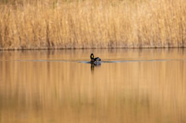 kendi habitatördekler
