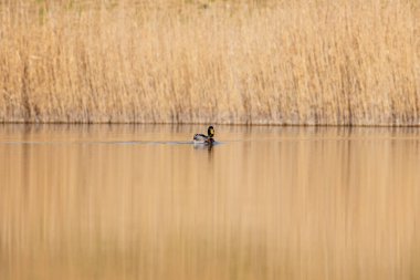 kendi habitatördekler