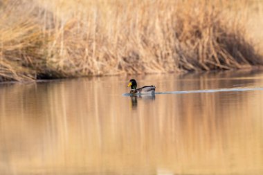 kendi habitatördekler