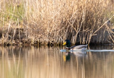 kendi habitatördekler