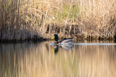 kendi habitatördekler