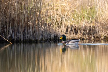 kendi habitatördekler