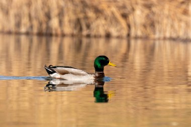 kendi habitatördekler