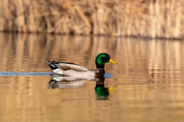 kendi habitatördekler