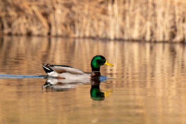 kendi habitatördekler