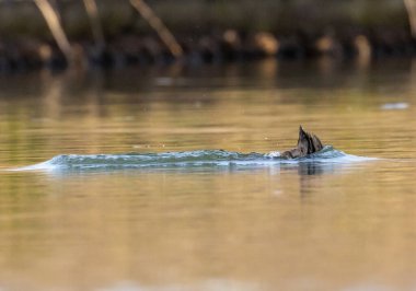 kendi habitatördekler