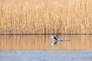 kendi habitatördekler