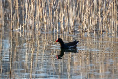 kendi habitatördekler