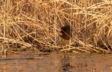 kendi habitatördekler