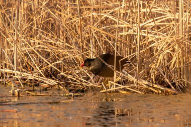 kendi habitatördekler