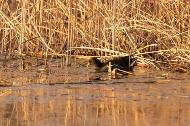 kendi habitatördekler